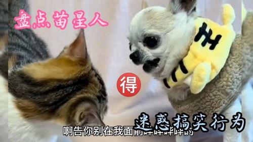 喵星人搞笑视频集锦,萌宠视频集锦欢乐无限