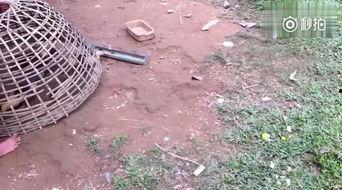 大山里的孩子穷苦视频,贫困背后的坚韧与希望