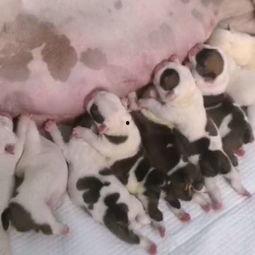 牛剖腹产视频,兽医专家亲授操作技巧与注意事项